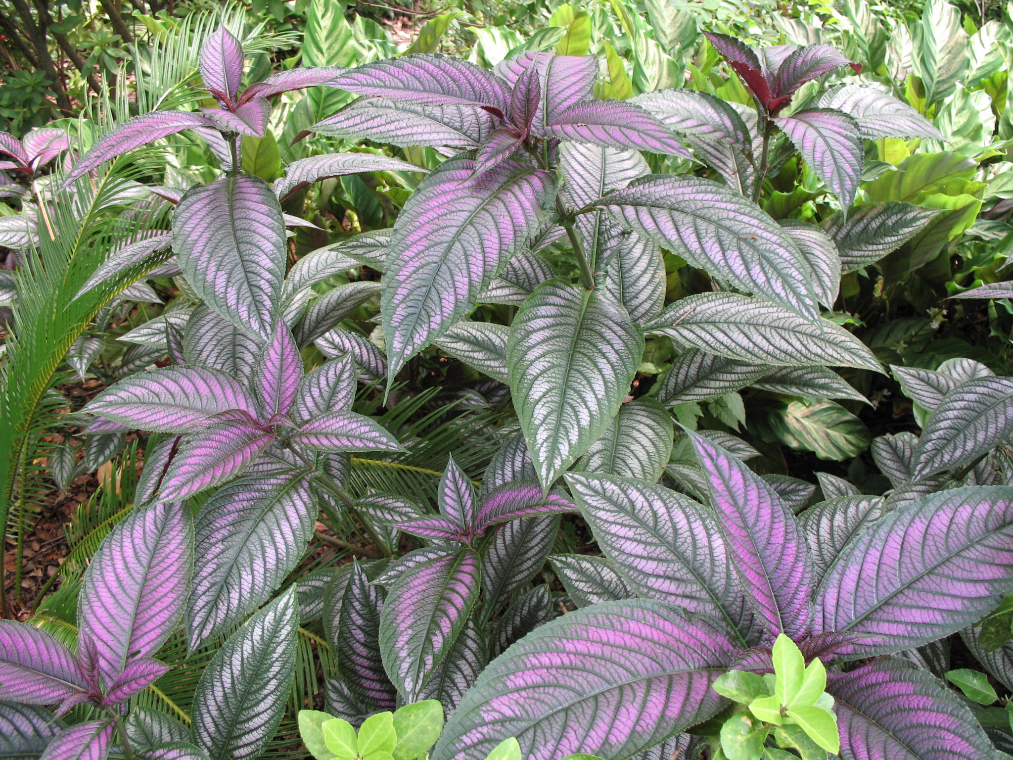 Strobilanthes dyerianus / Persian Shield