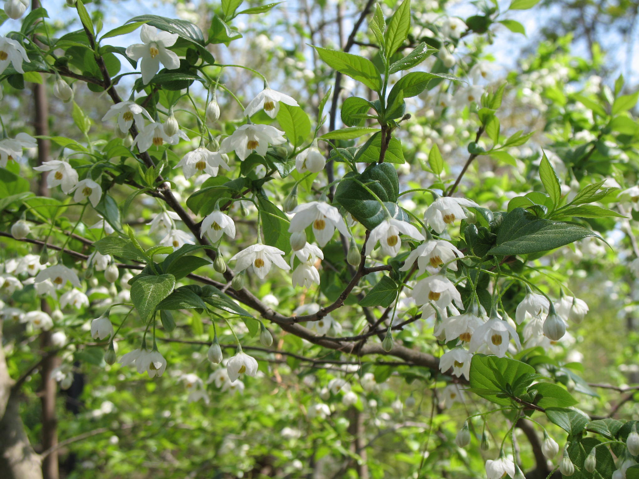 Styrax americanus  / Styrax