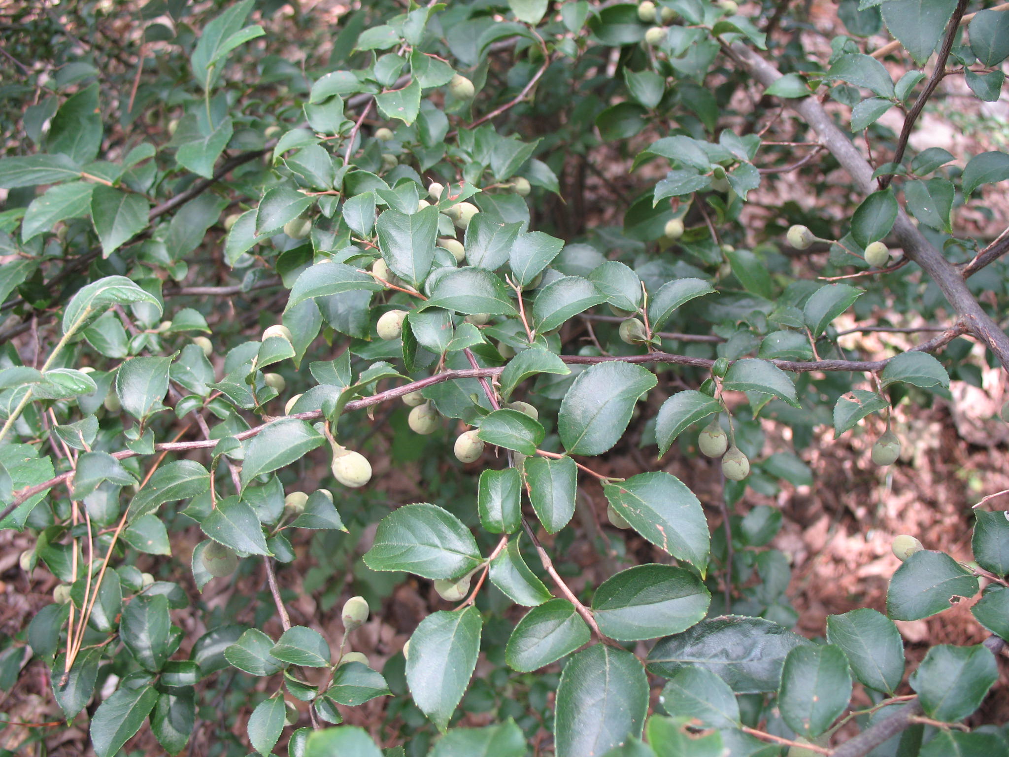 Styrax calvescens  / Styrax calvescens 