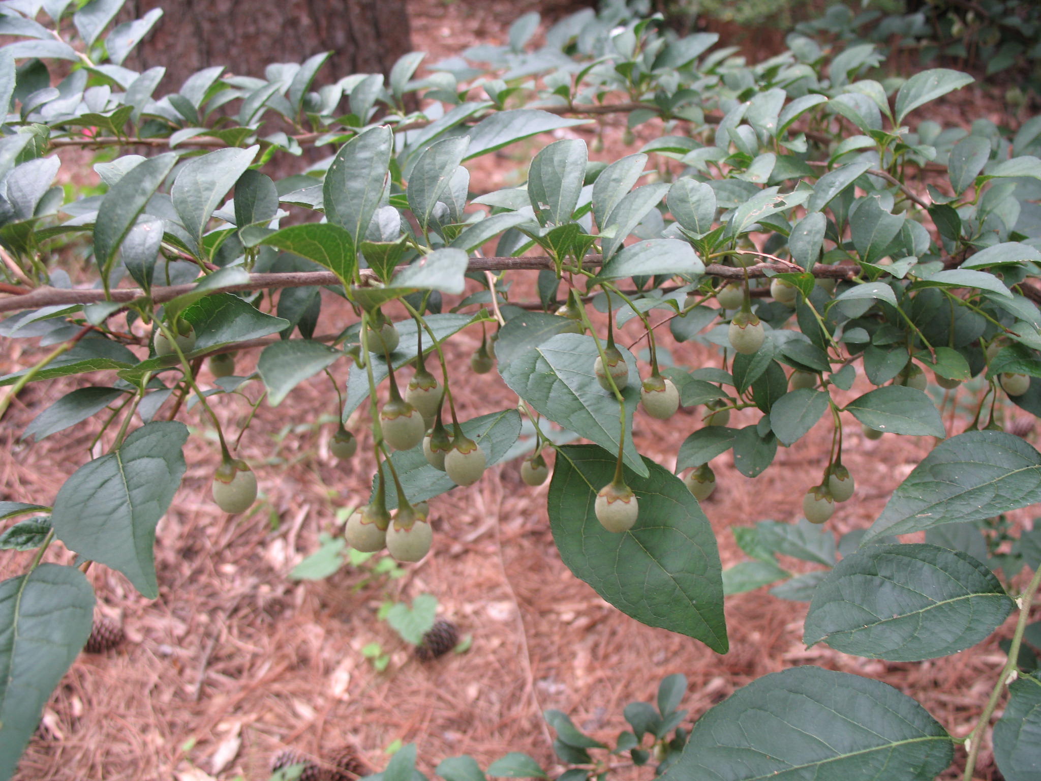 Styrax japonica 'Rubra Pendula'  / Weeping Japanese Snowbell