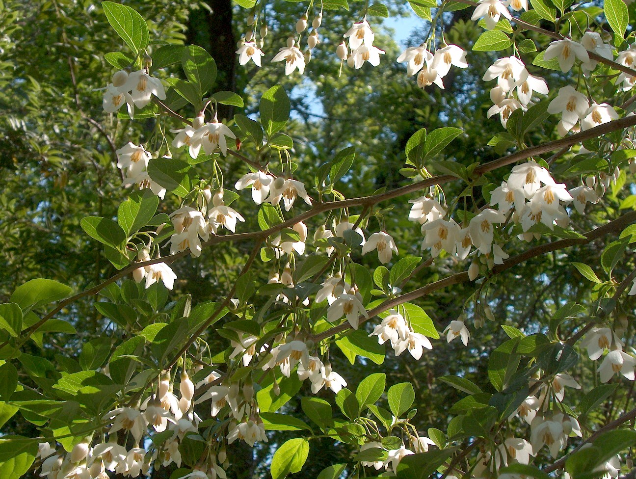 Styrax japonica  / Japanese Snowbell