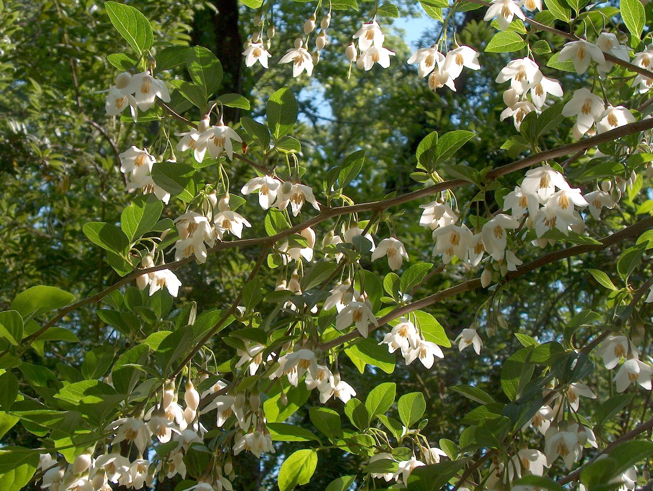 Styrax japonica  / Styrax japonica 