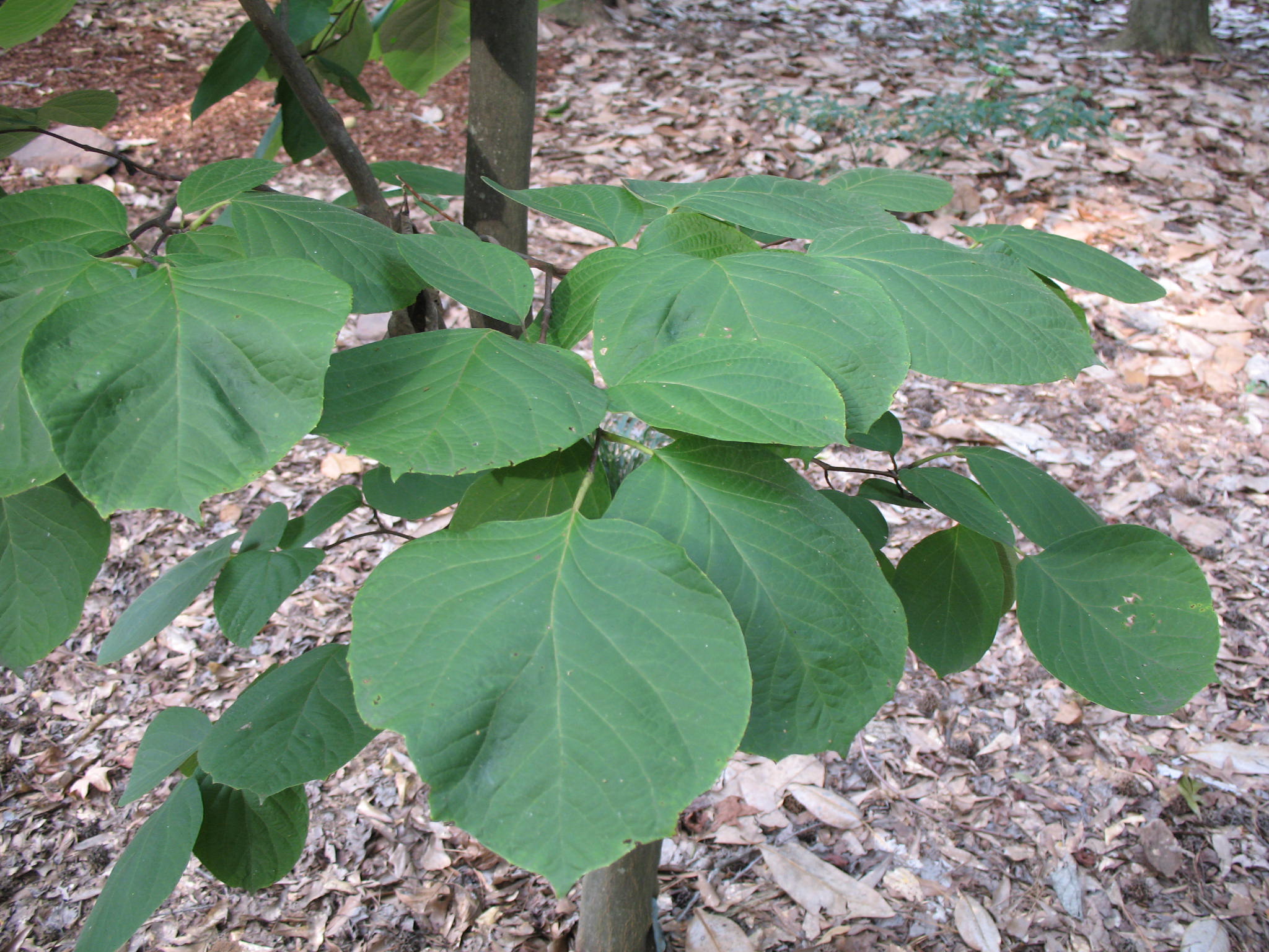 Styrax obassia  / Styrax obassia 