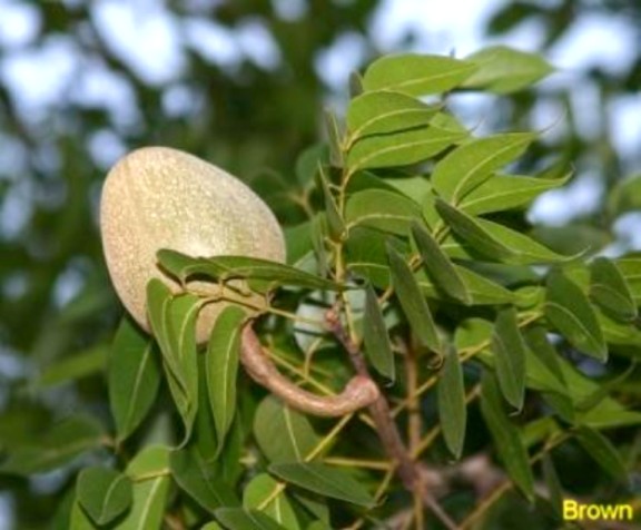 Swietenia mahagoni  / Swietenia mahagoni 