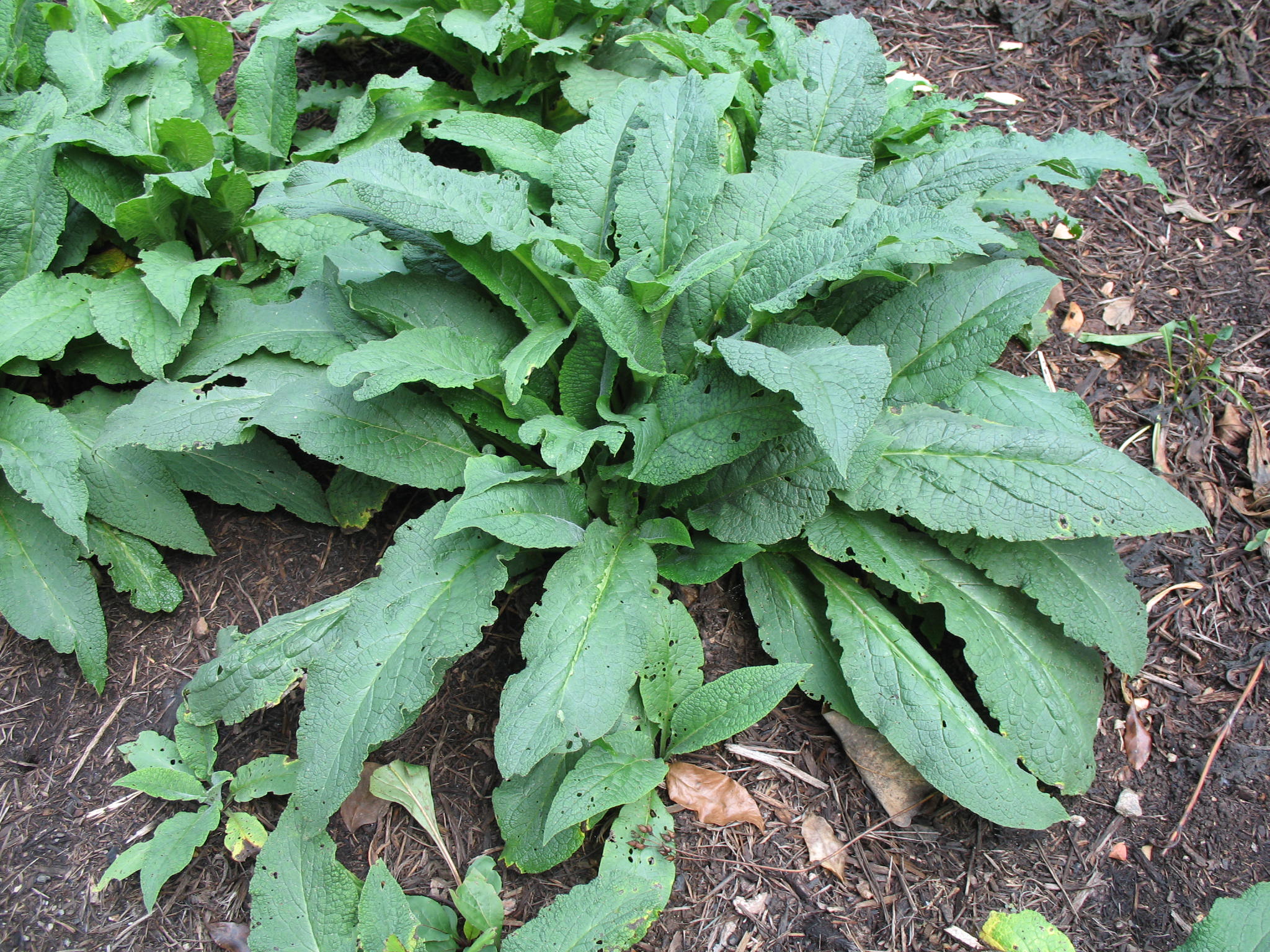 Symphytum asperum   / Comfrey