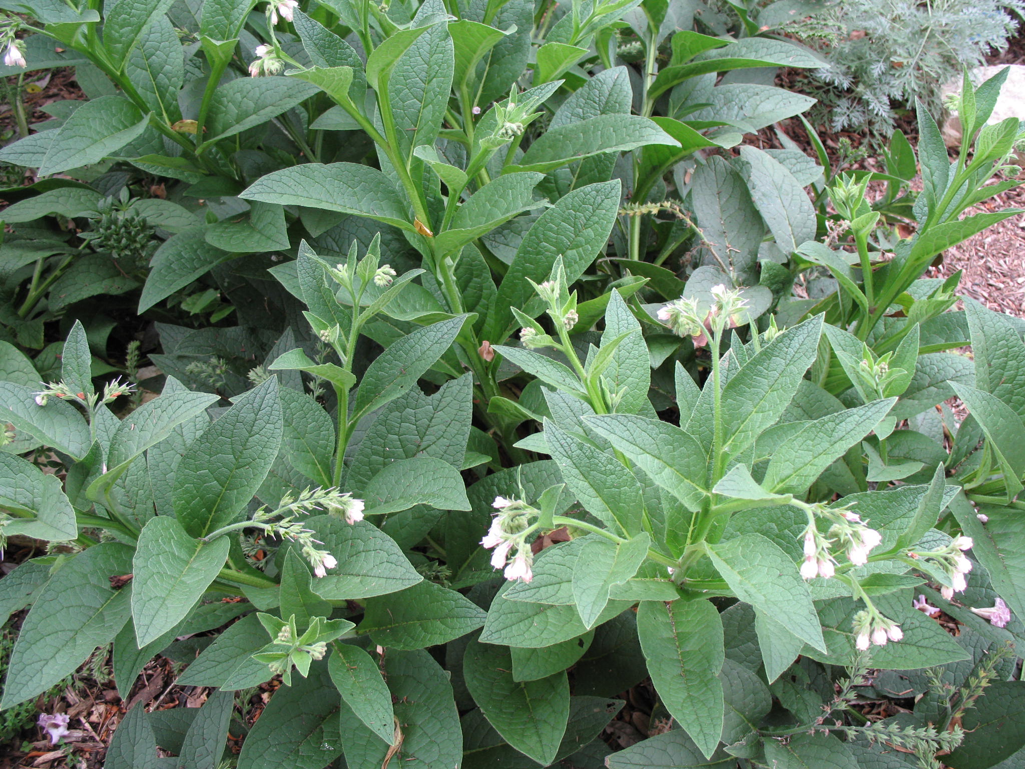 Symphytum officinale / Comfrey