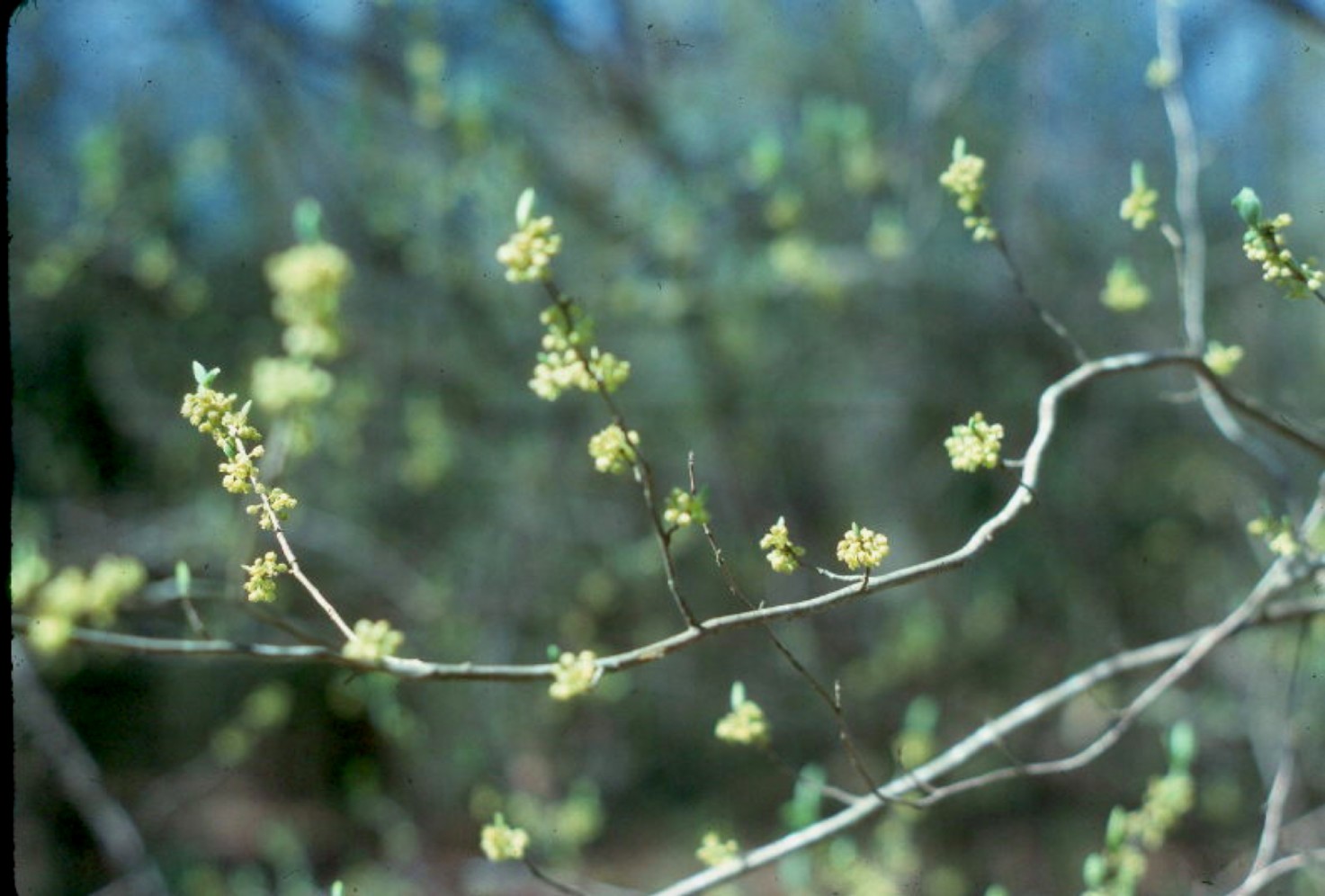 Symplocos tinctoria / Symplocos tinctoria