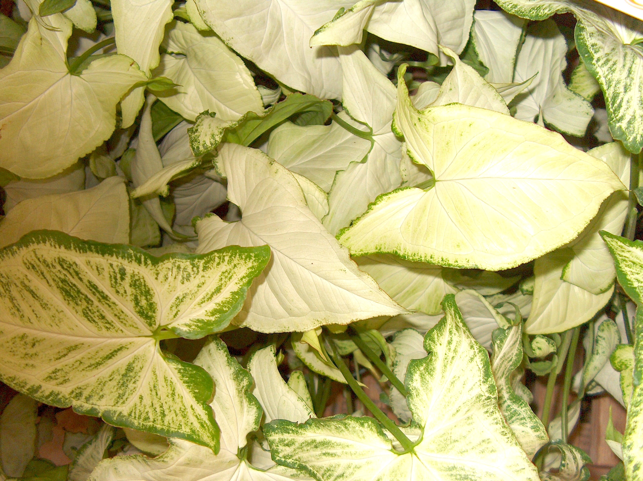 Syngonium podophyllum  / Arrowhead Plant