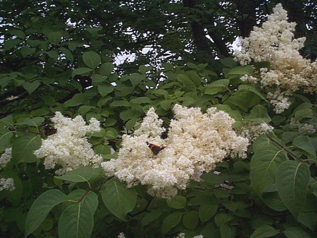 Syringa reticulata / Syringa reticulata