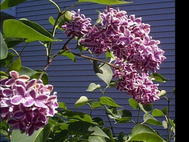 Syringa vulgaris  / Lilac