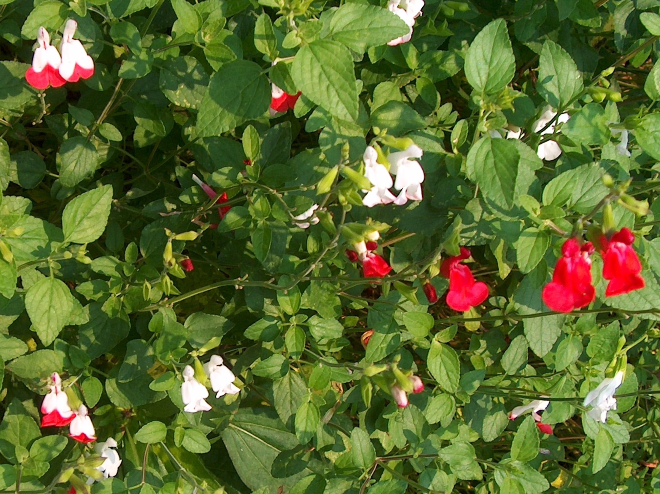 Salvia microphylla 'Hot Lips'  / Salvia microphylla 'Hot Lips' 