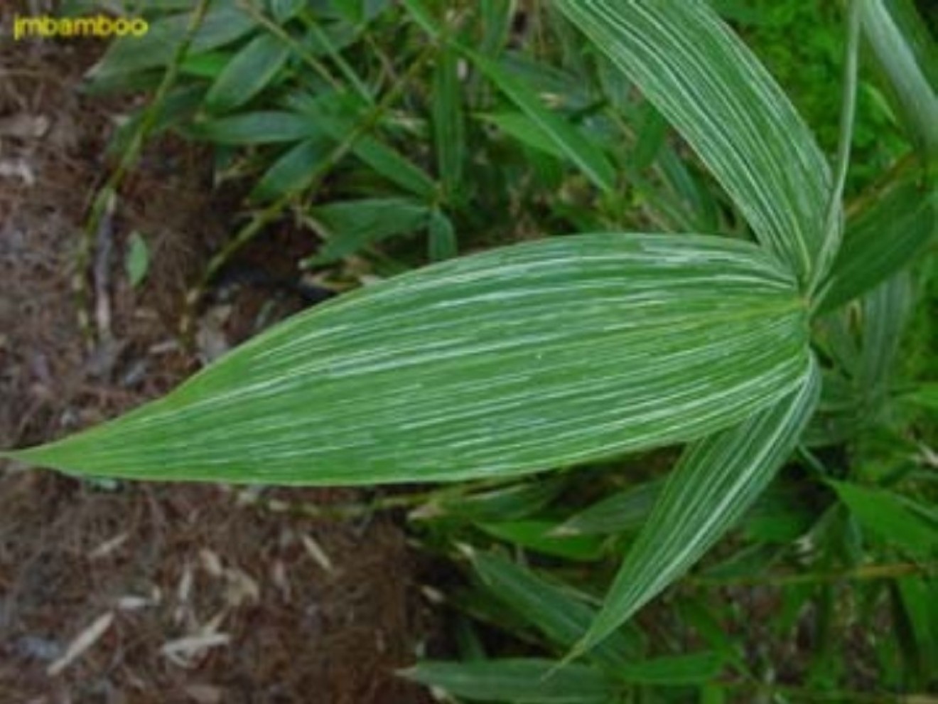 Sasa kurilensis 'Simofuri'. / Sasa kurilensis 'Simofuri'.