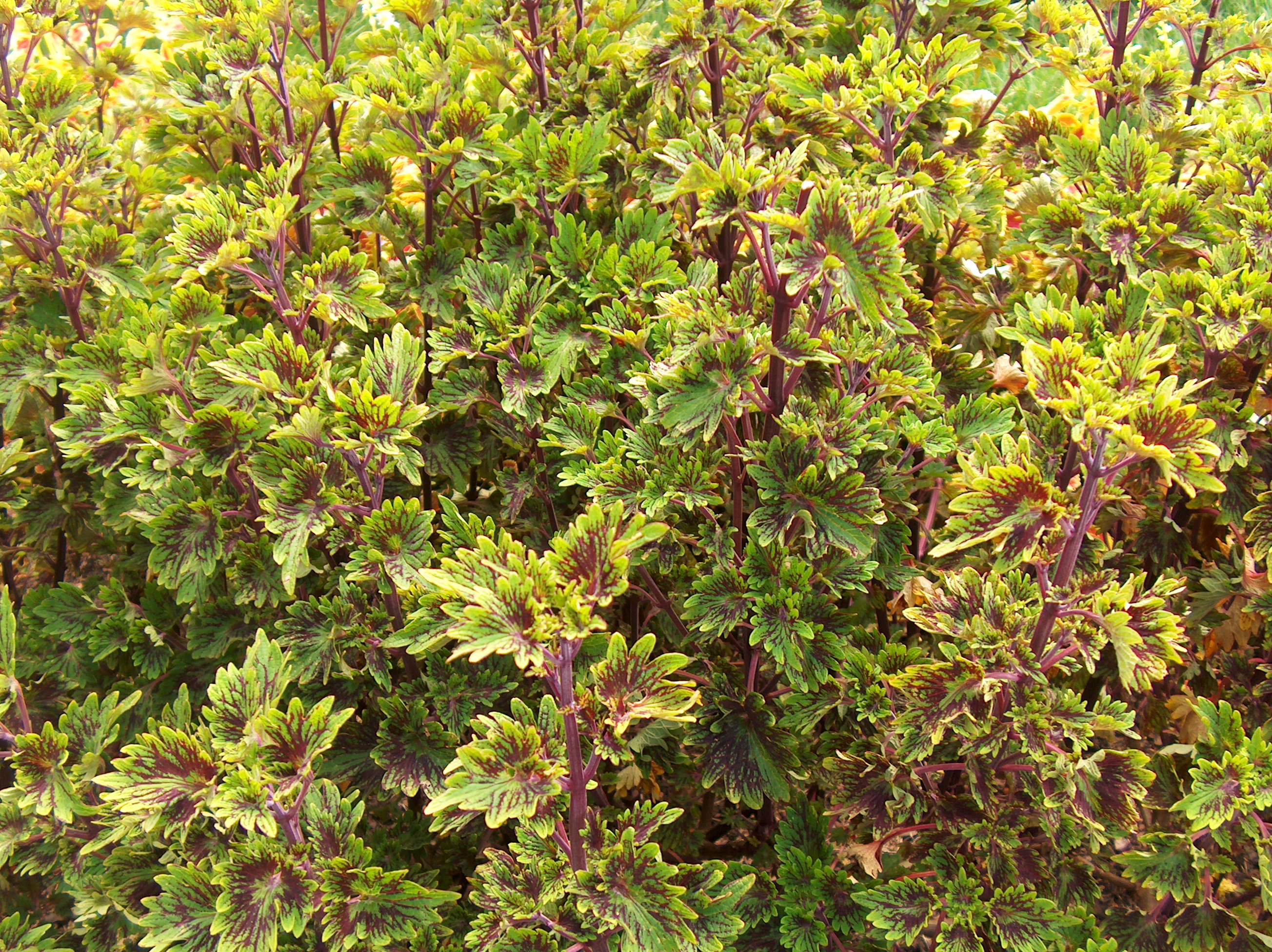 Solenostemon scutellarioides 'Black Knight' / Black Knight Coleus