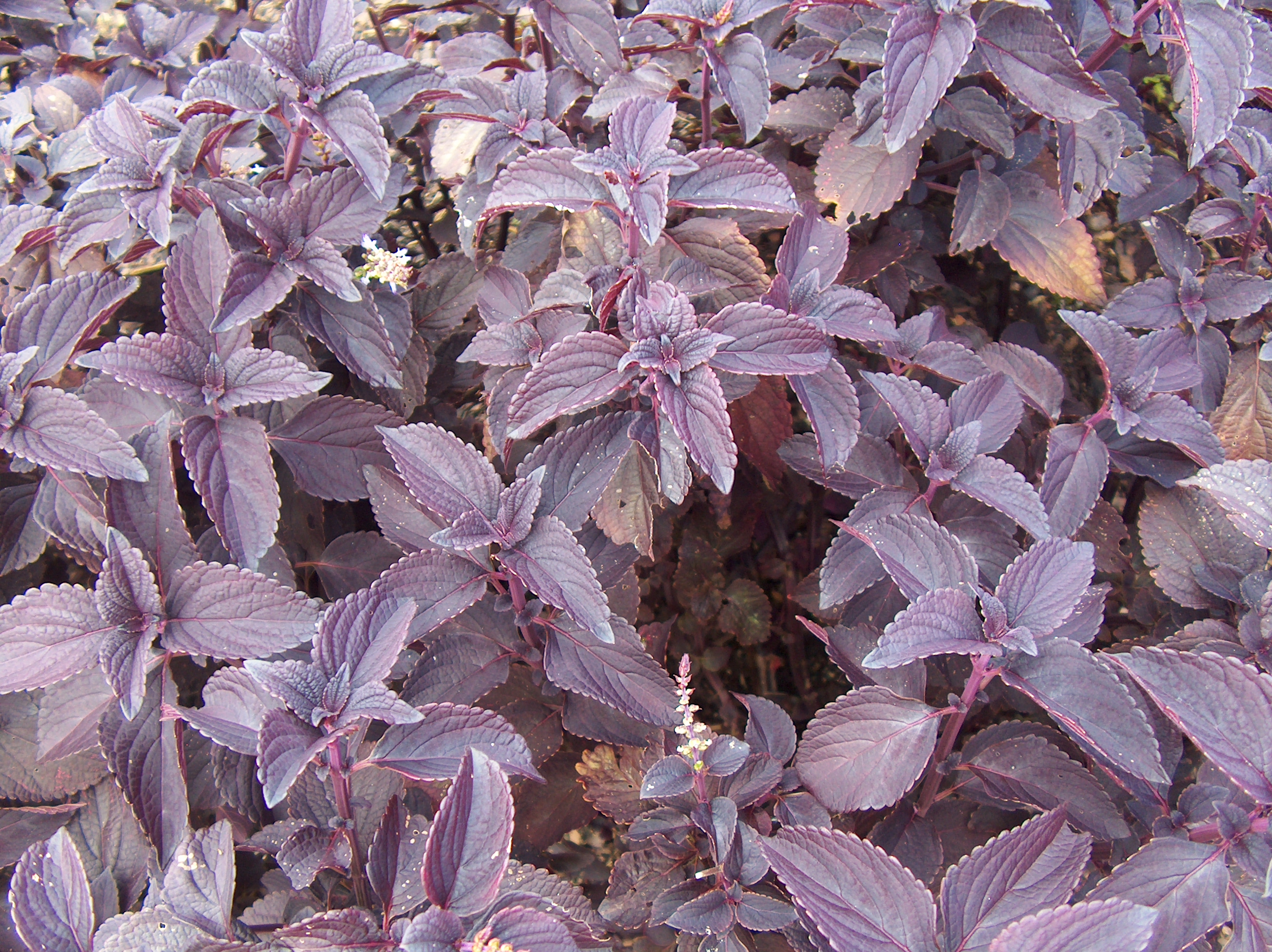 Solenostemon scutellarioides 'Dark Star' / Dark Star Coleus