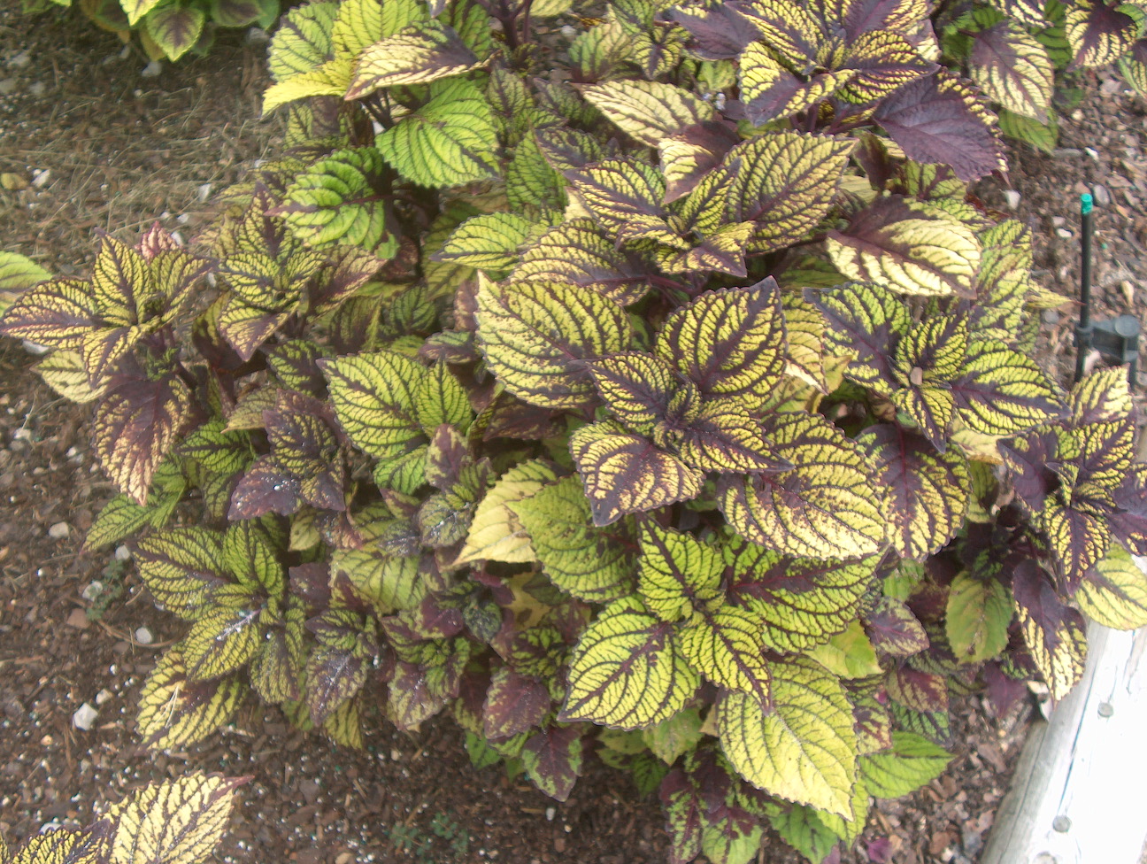 Solenostemon scutellarioides 'Fishnet Stockings' / Fishnet Stockings Coleus