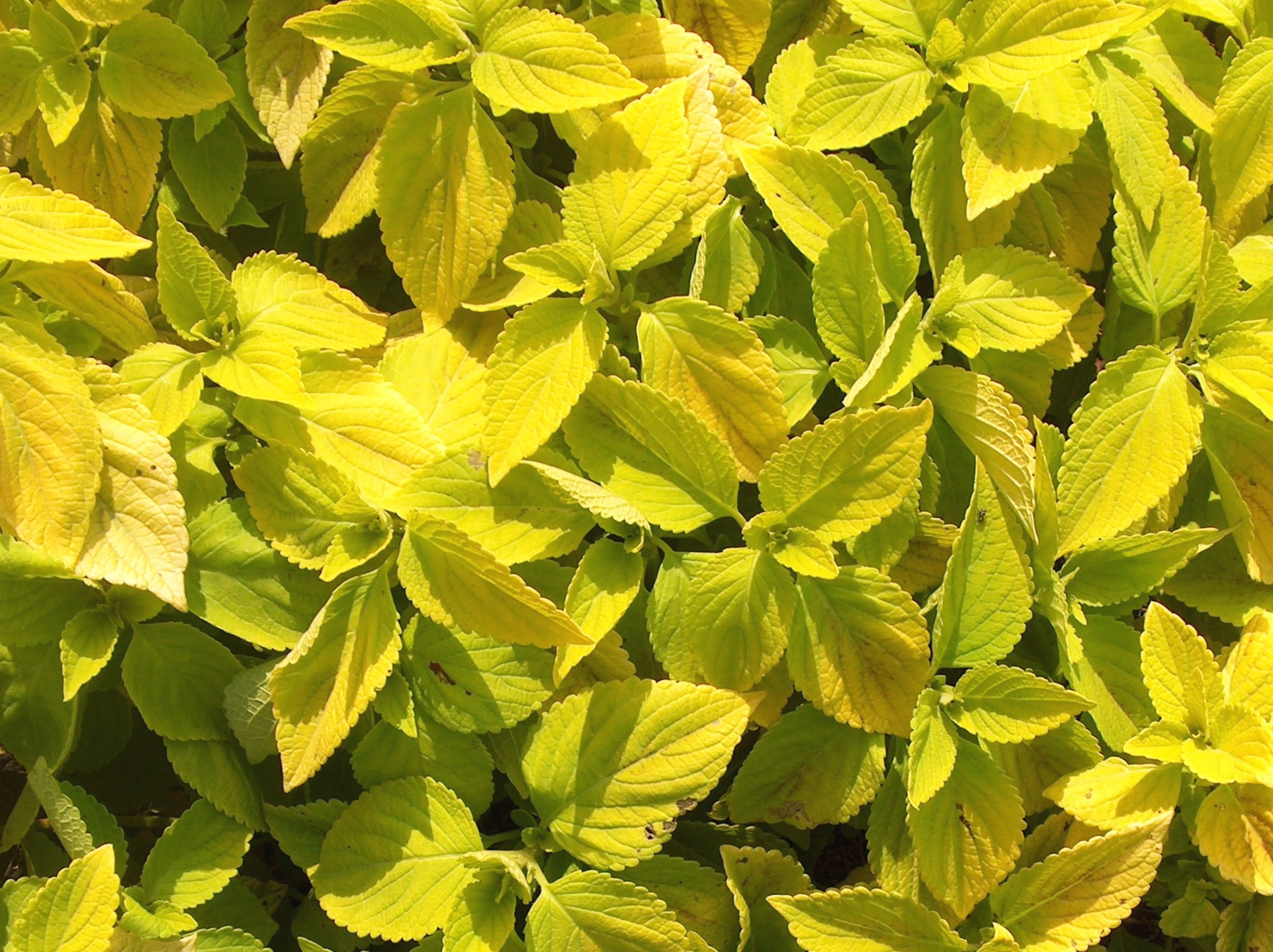 Solenostemon scutellarioides 'Life Lime' / Life Lime Coleus