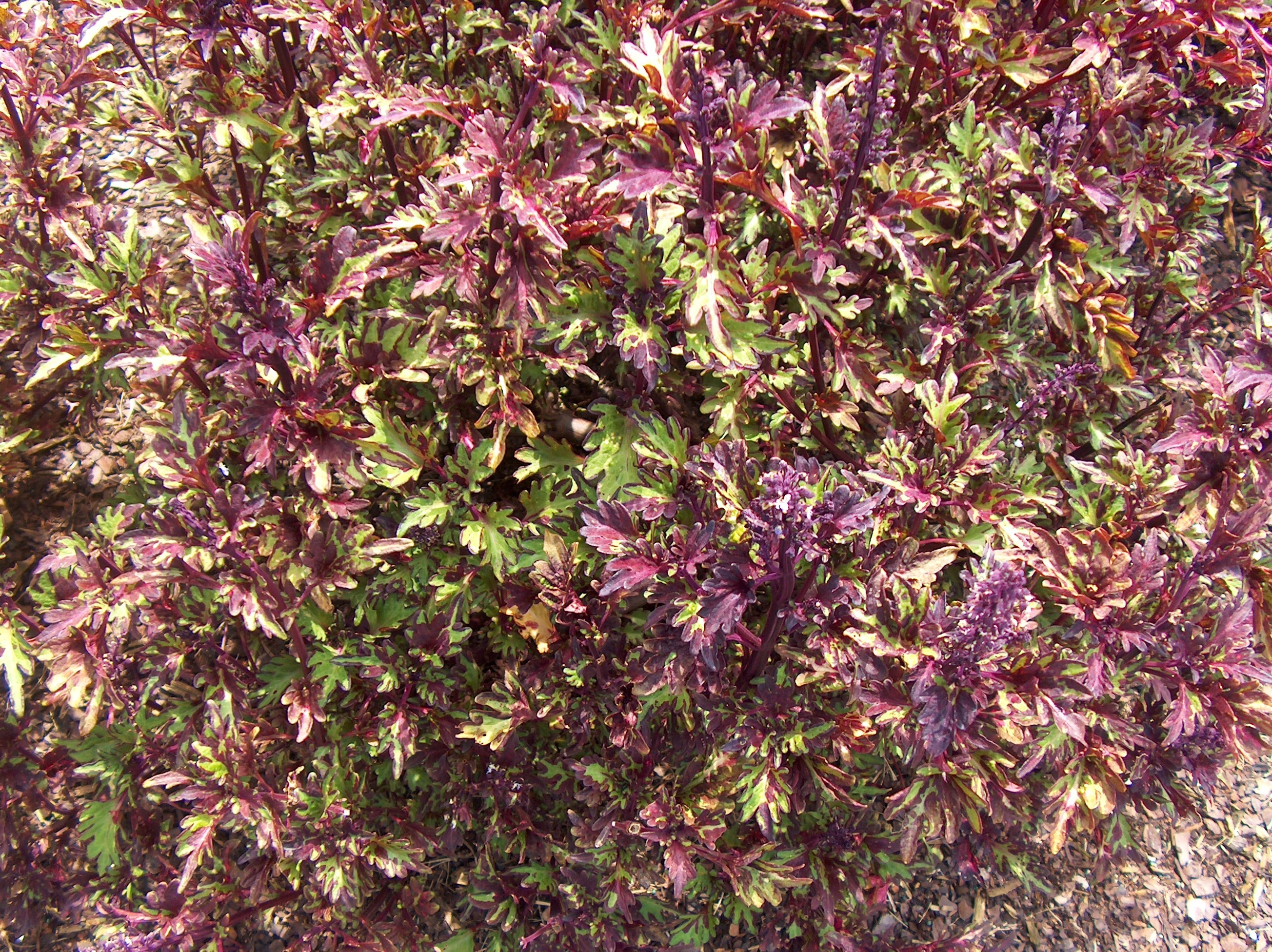 Solenostemon scutellarioides 'Merlin's Magic' / Solenostemon scutellarioides 'Merlin's Magic'