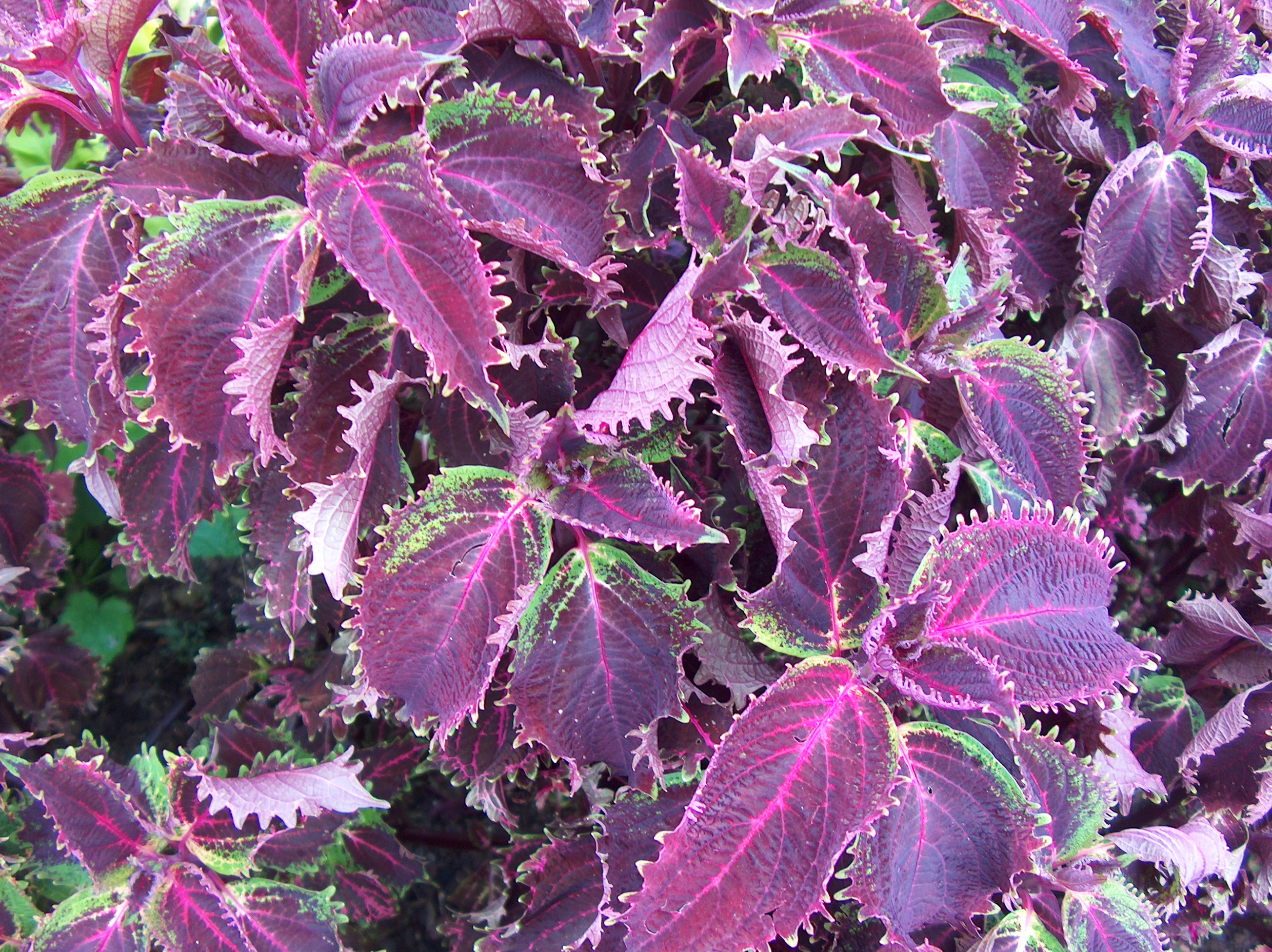 Solenostemon scutellarioides 'New Orleans Red' / Solenostemon scutellarioides 'New Orleans Red'