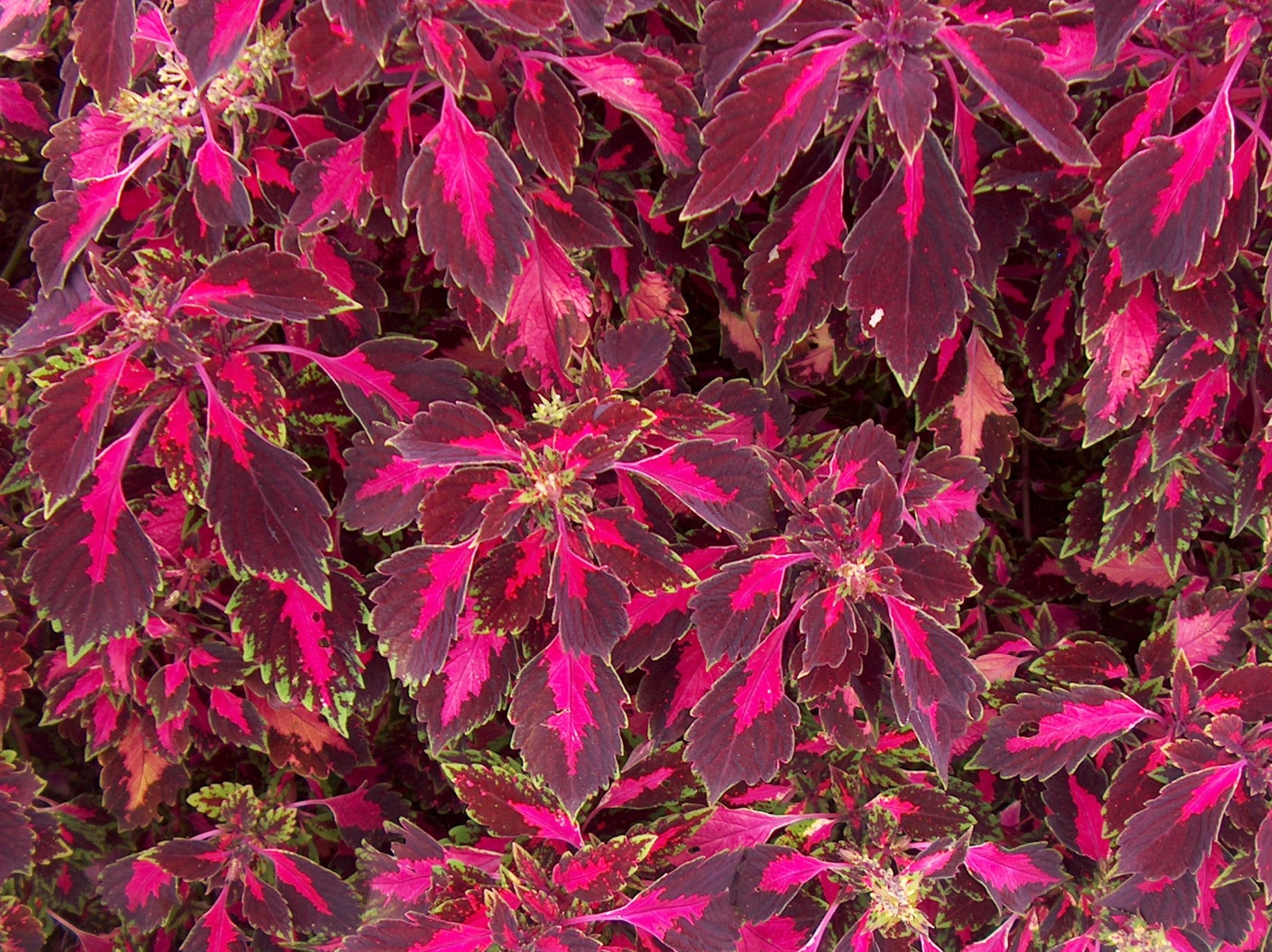 Solenostemon scutellarioides 'Pink Chaos' / Solenostemon scutellarioides 'Pink Chaos'