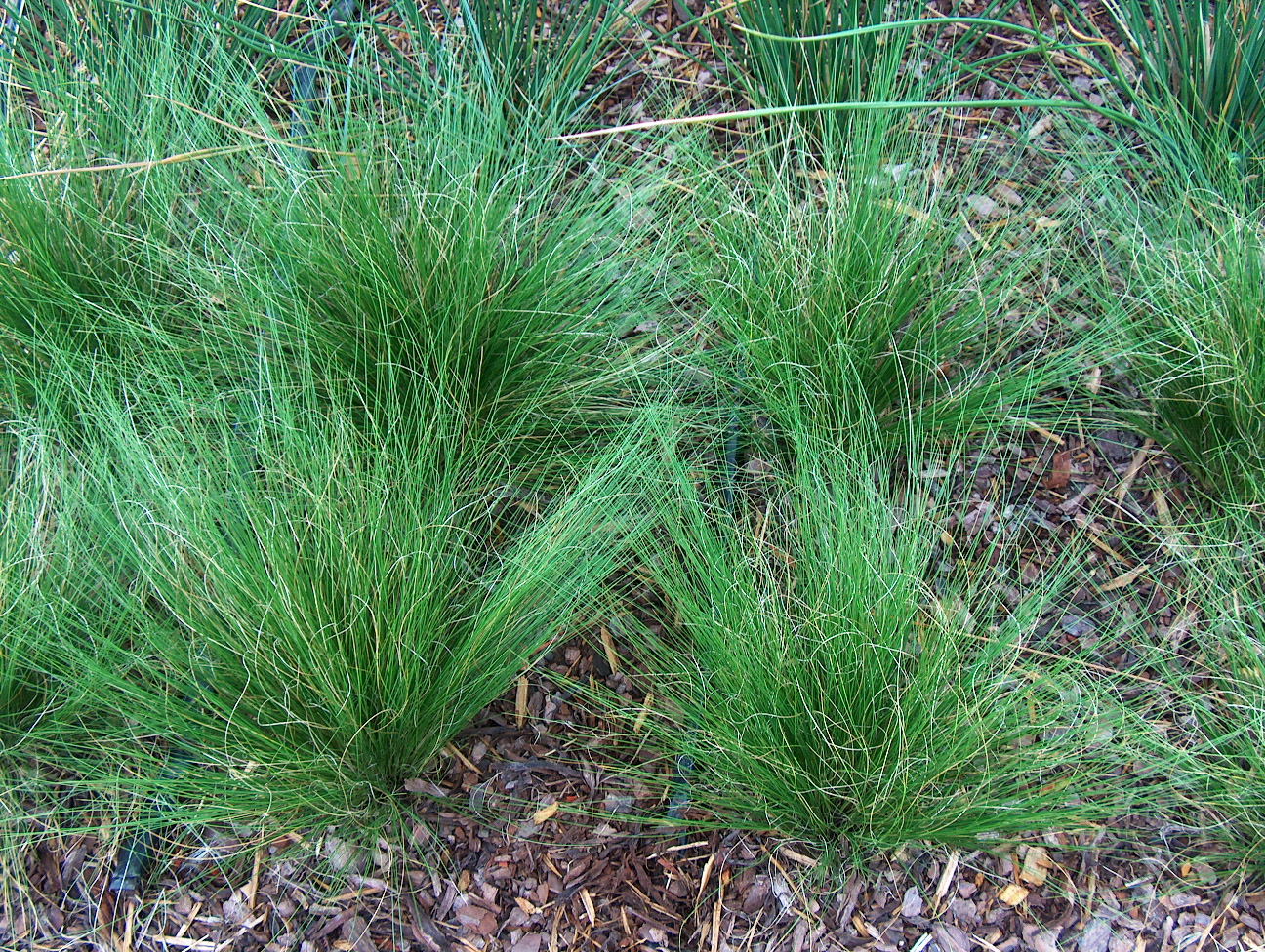 Stipa lessingiana 'Capriccio'  / Stipa lessingiana 'Capriccio' 