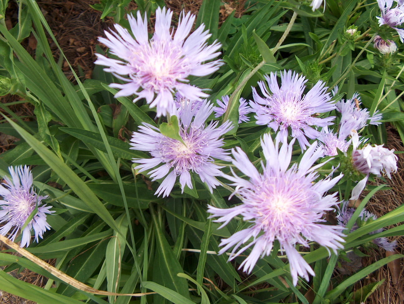 Stokesia laevis / Stokes' Aster