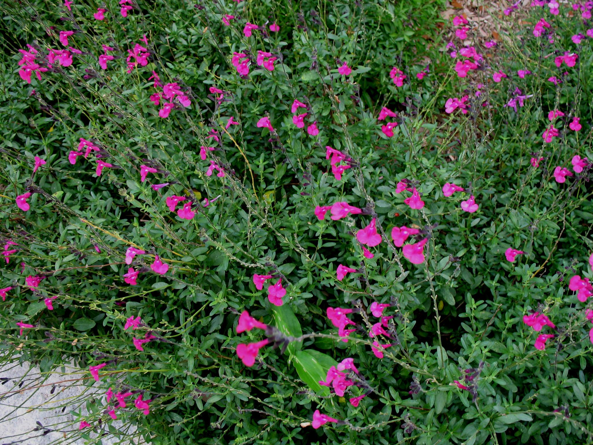 Salvia greggii 'Raspberry Purple'  / Salvia greggii 'Raspberry Purple' 