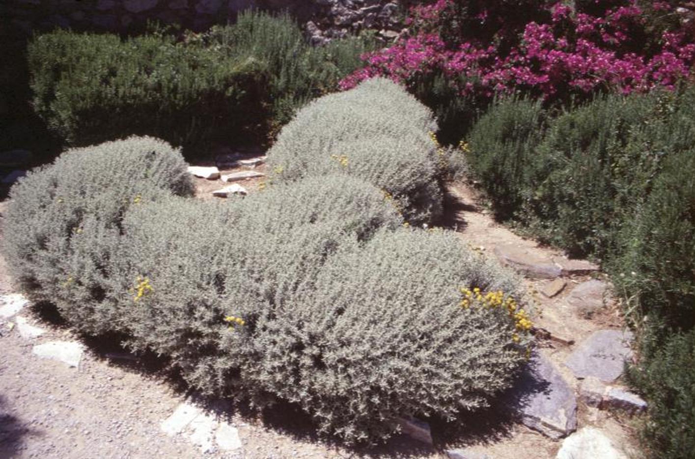 Santolinia chamaecyparissus / Cypress Lavender Cotton