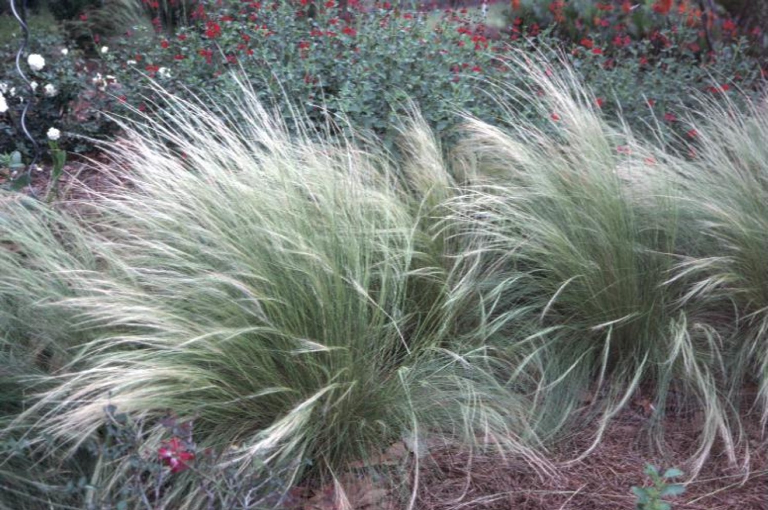 Stipa gigantea / Stipa gigantea