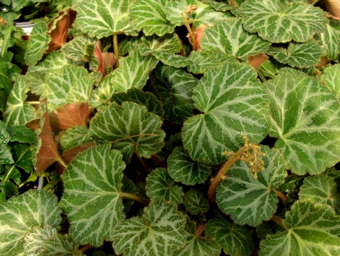 Saxifraga sarmentosa / Strawberry Geranium