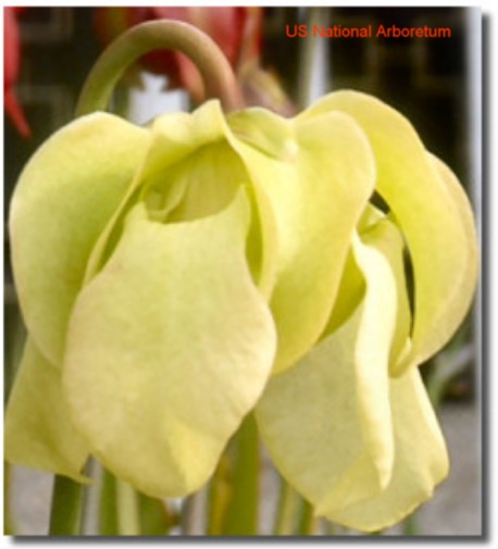 Sarracenia alata / Pale Pitcher Plant