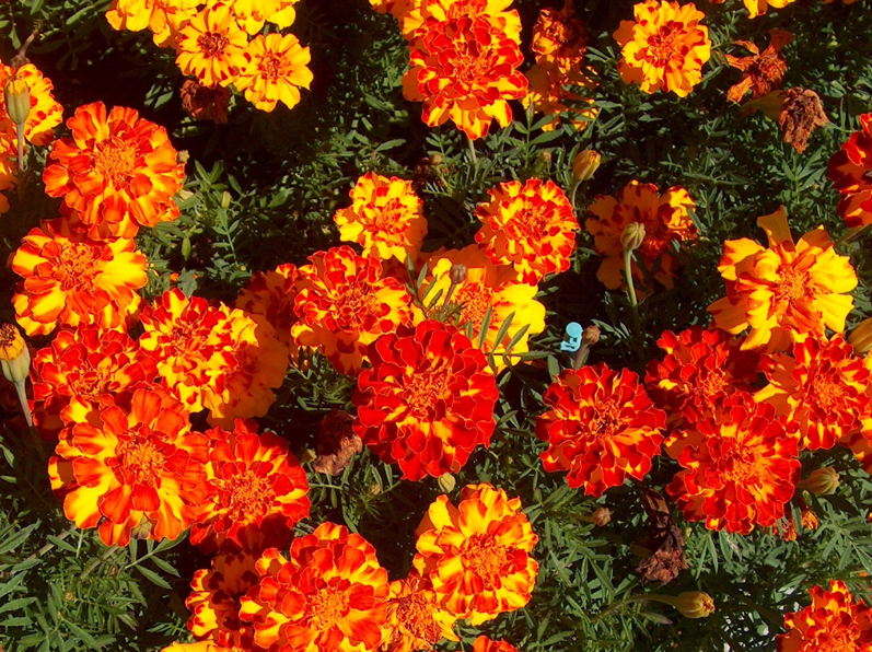 Tagetes patula 'Durango Bolero' / Tagetes patula 'Durango Bolero'