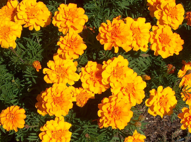 Tagetes patula 'Durango Gold' / Durango Gold Marigold