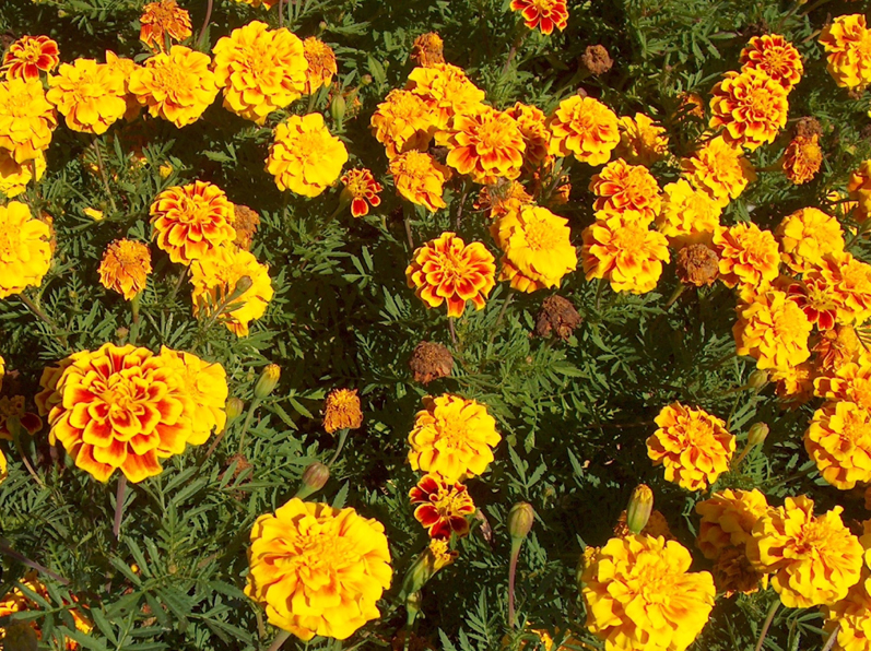 Tagetes patula 'Safari Yellow Fire' / Safari Yellow Fire Marigold