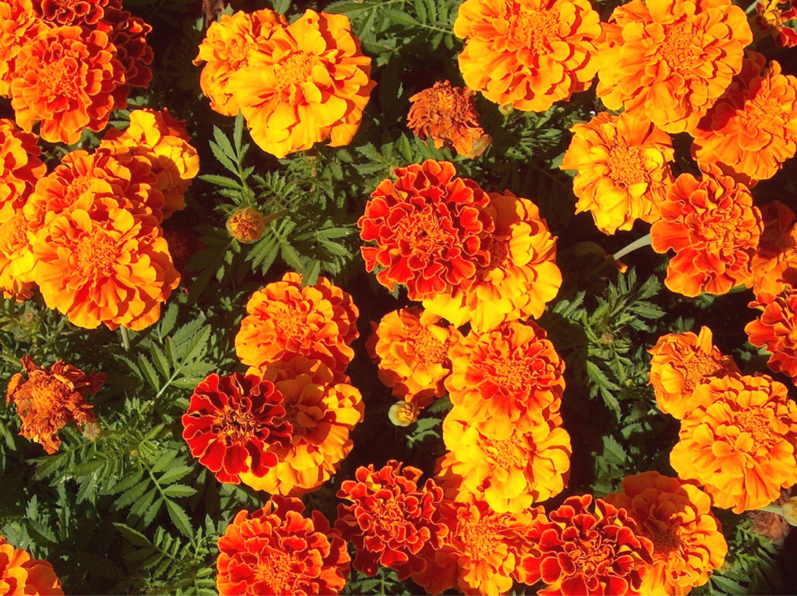 Tagetes patula 'Safari Queen' / Safari Queen Marigold