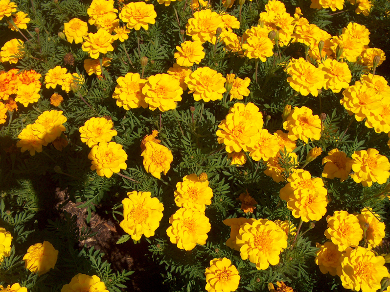 Tagetes patula 'Durango Yellow' / Tagetes patula 'Durango Yellow'