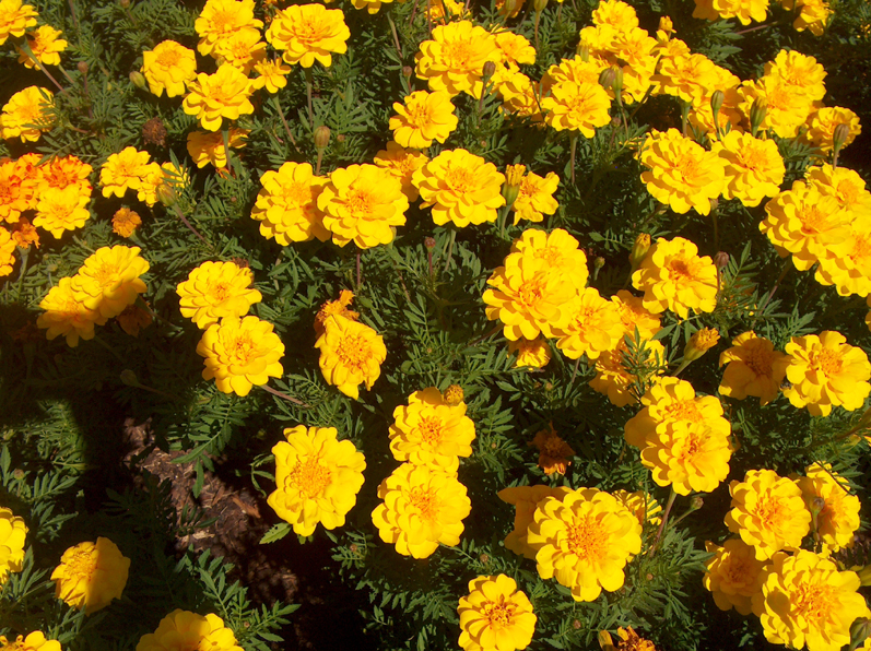 Tagetes patula 'Durango Yellow' / 