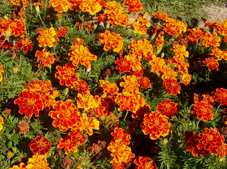 Tagetes patula 'Durango Bee' / Tagetes patula 'Durango Bee'