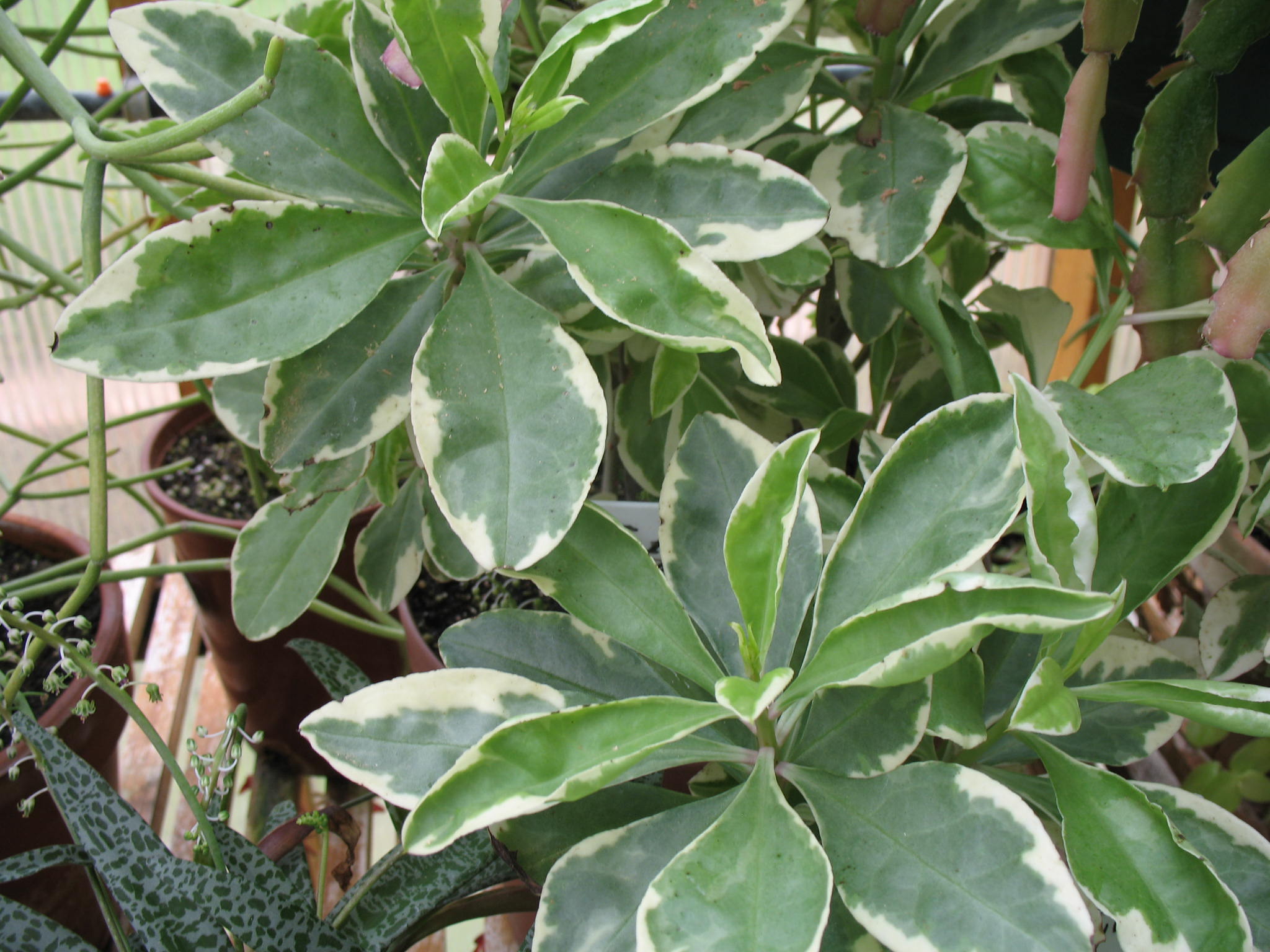 Talinum paniculatum 'Variegatum'  / Variegated Jewels of Opar