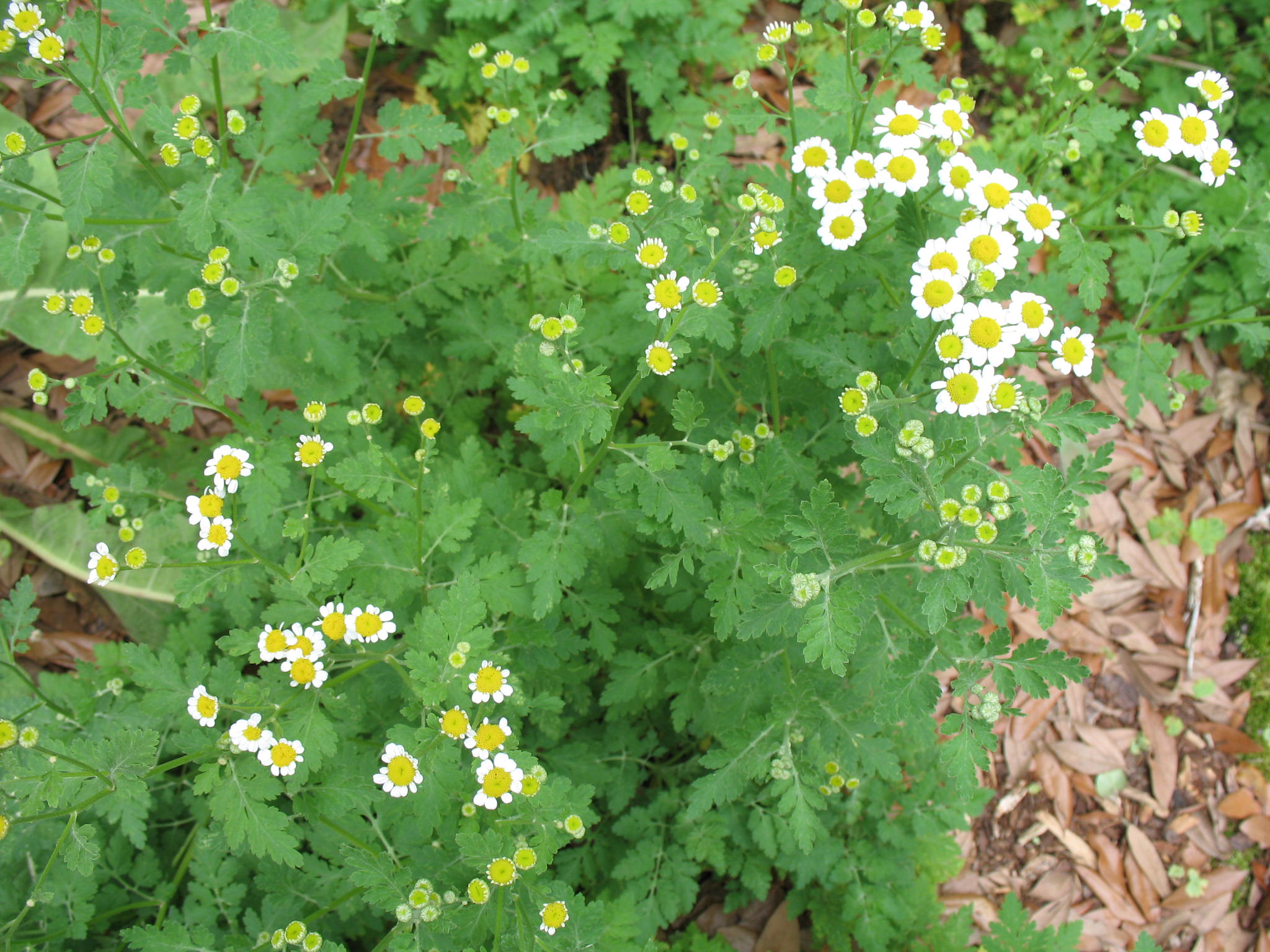 Tanacetum parthenium  / Feverfew