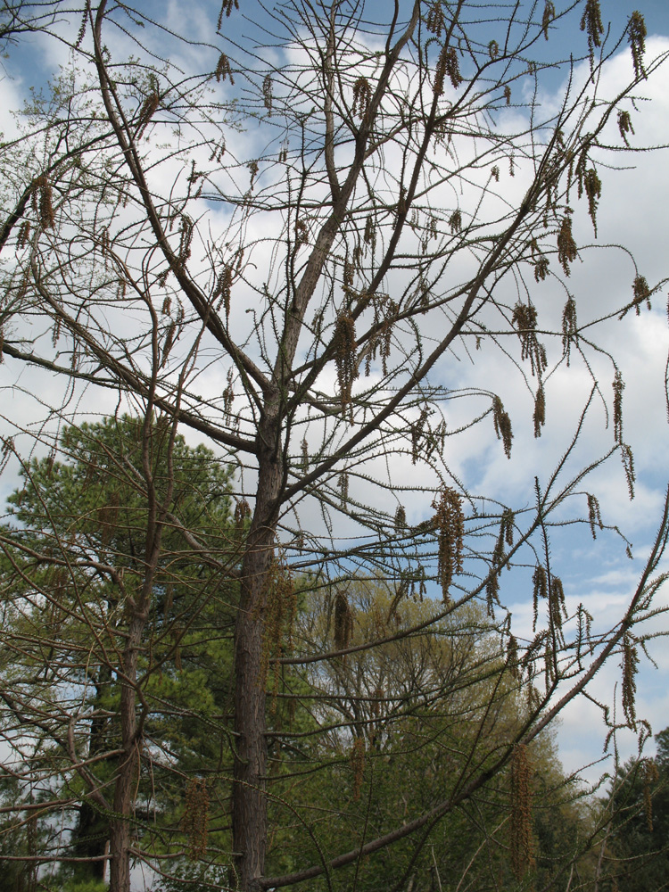 Taxodium ascendens 'Prairie Sentinel'  / Prairie Sentinal Pond Cypress
