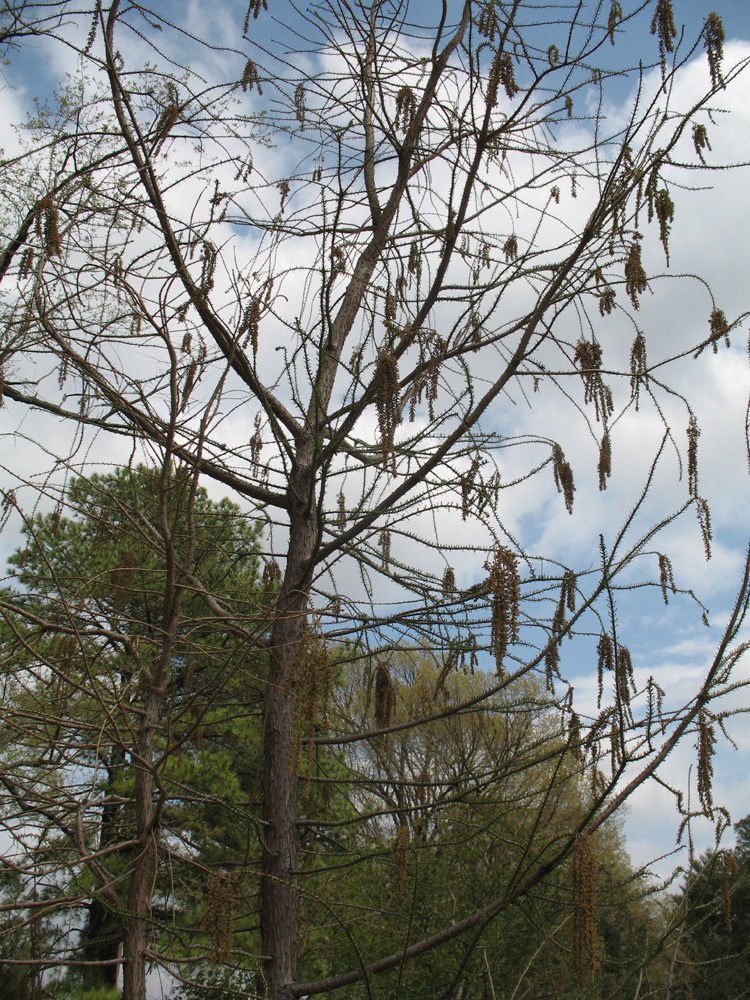 Taxodium ascendens 'Prairie Sentinel'  / Taxodium ascendens 'Prairie Sentinel' 