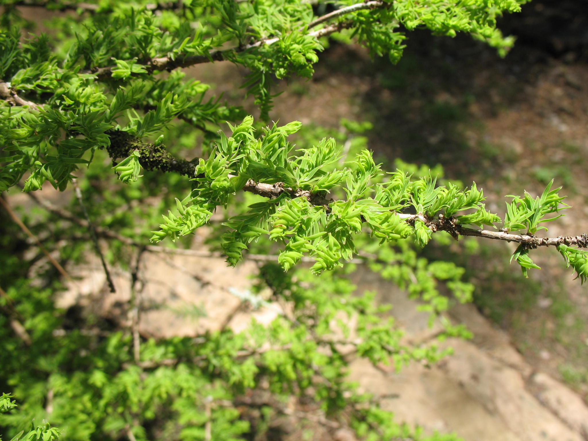 Taxodium distichum 'Secrest'  / Dwarf Bald Cypress