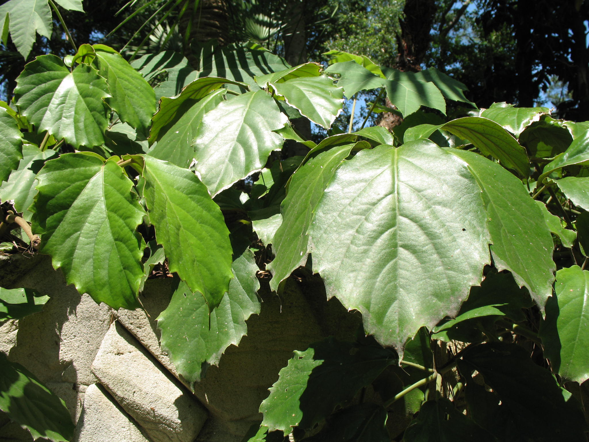 Tetrastigma voinieranum / Chestnut Vine