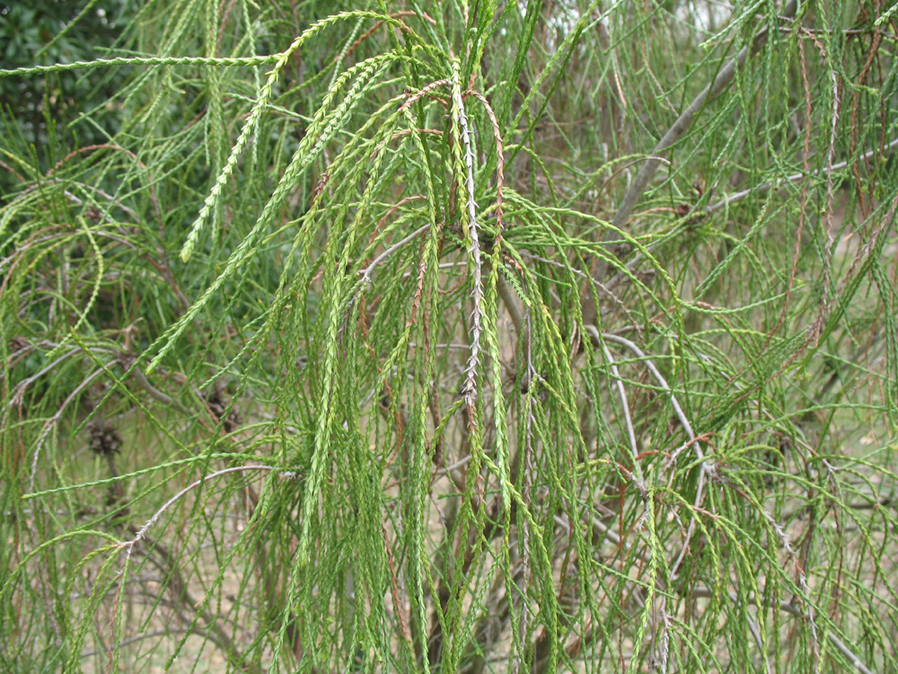Thuja occidentalis 'Filiformis'  / Threadleaf Arborvitae