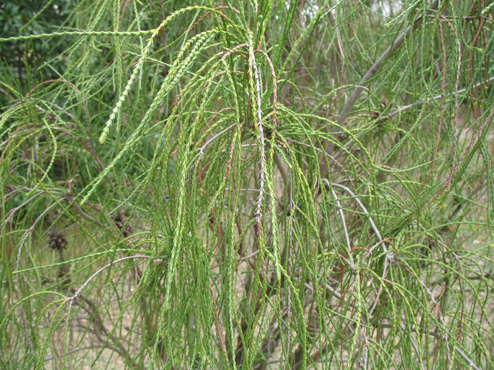 Thuja occidentalis 'Filiformis'  / Thuja occidentalis 'Filiformis' 