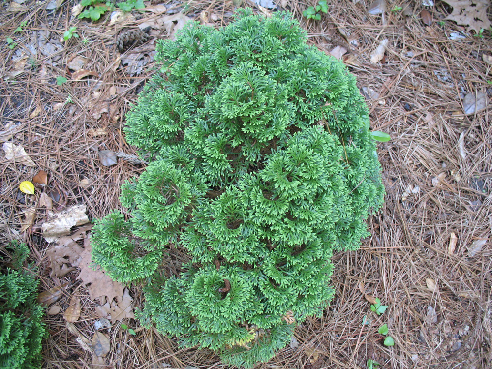 Thuja occidentalis 'Hetz Midget' / Thuja occidentalis 'Hetz Midget'