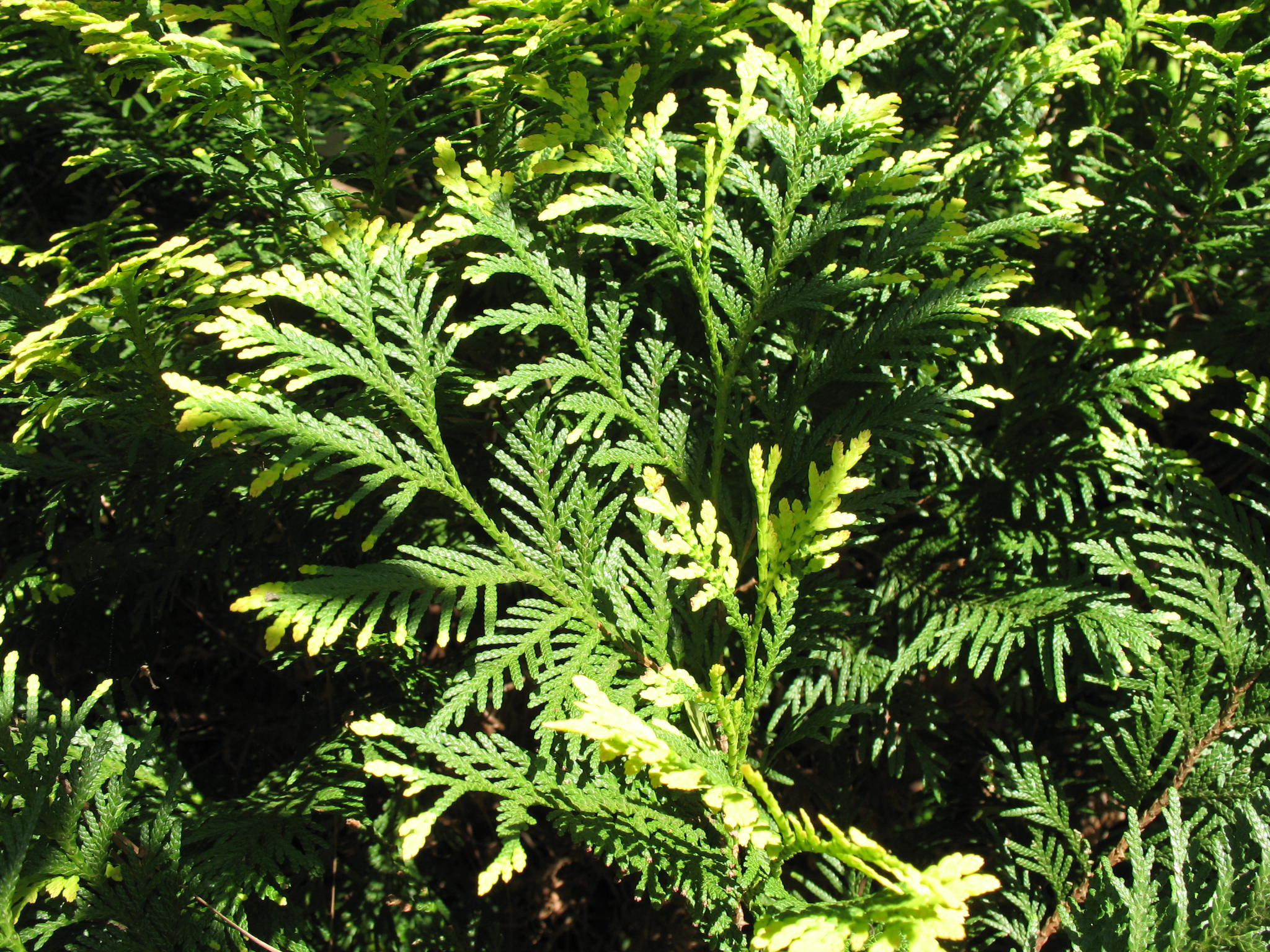 Thuja occidentalis 'Sunkist' / Thuja occidentalis 'Sunkist'