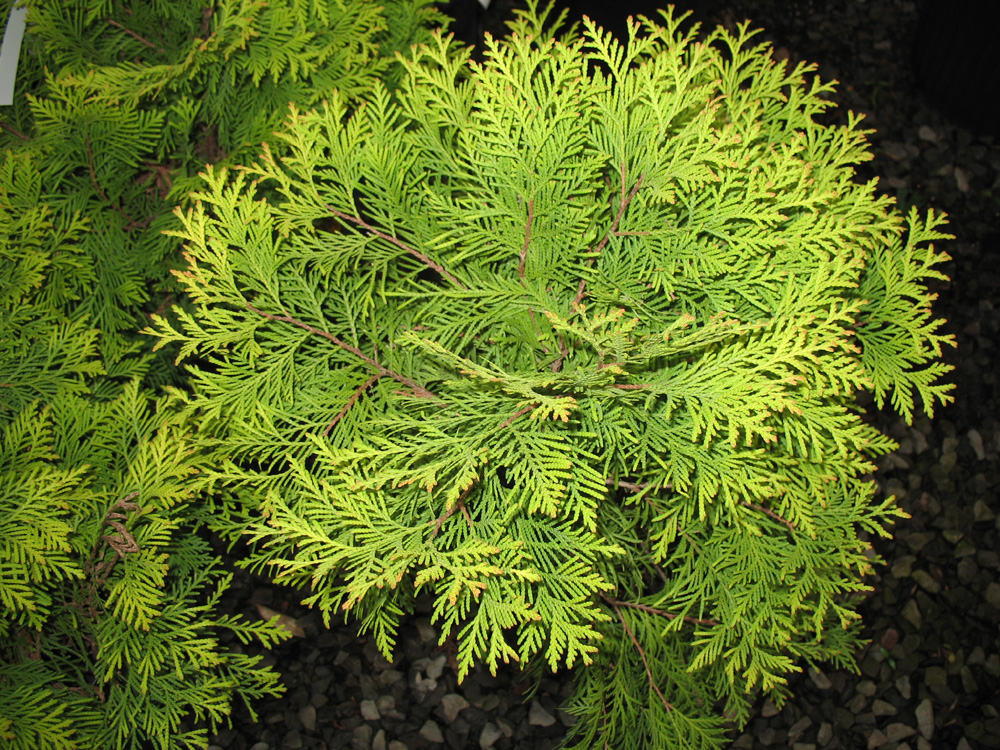 Thuja occidentalis 'Yellow Holmstrup'  / 