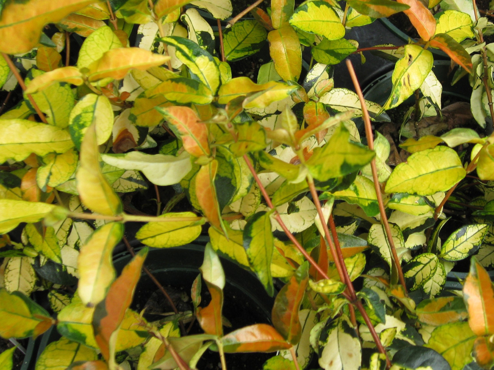Trachelospermum asiaticum 'Ogon Nishiki' / 