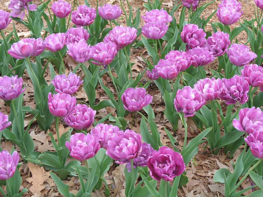 Tulipa 'Blue Diamond'  / Blue Diamond Tulip